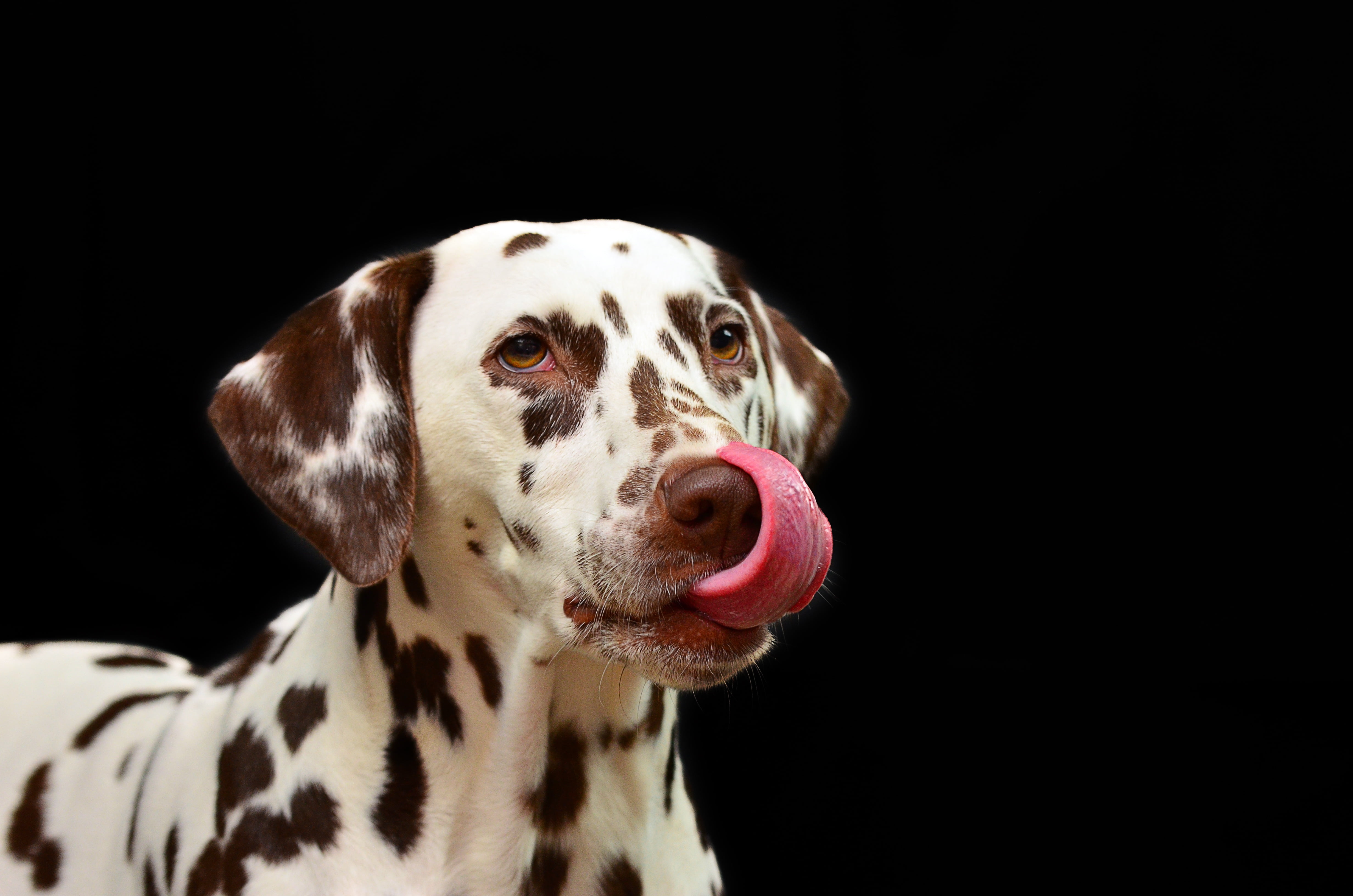 Dog Licks Screen Wallpaper - HD Wallpaper 