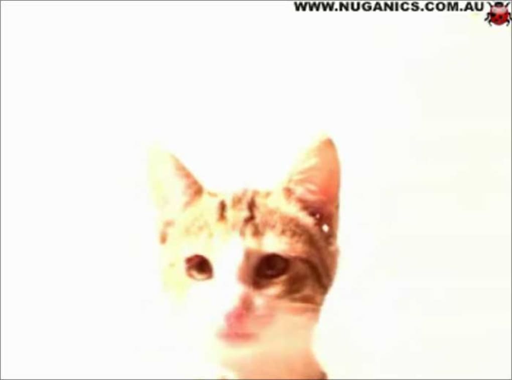 Cat Licking Screen Animated - HD Wallpaper 