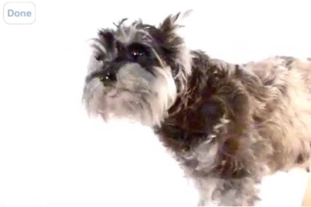 Miniature Schnauzer - HD Wallpaper 