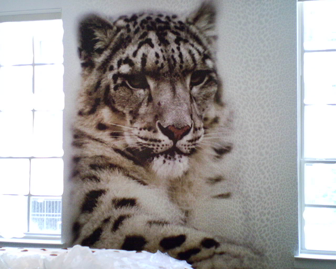 Digital Image - Snow Leopard Help Save The Endangered Species - HD Wallpaper 