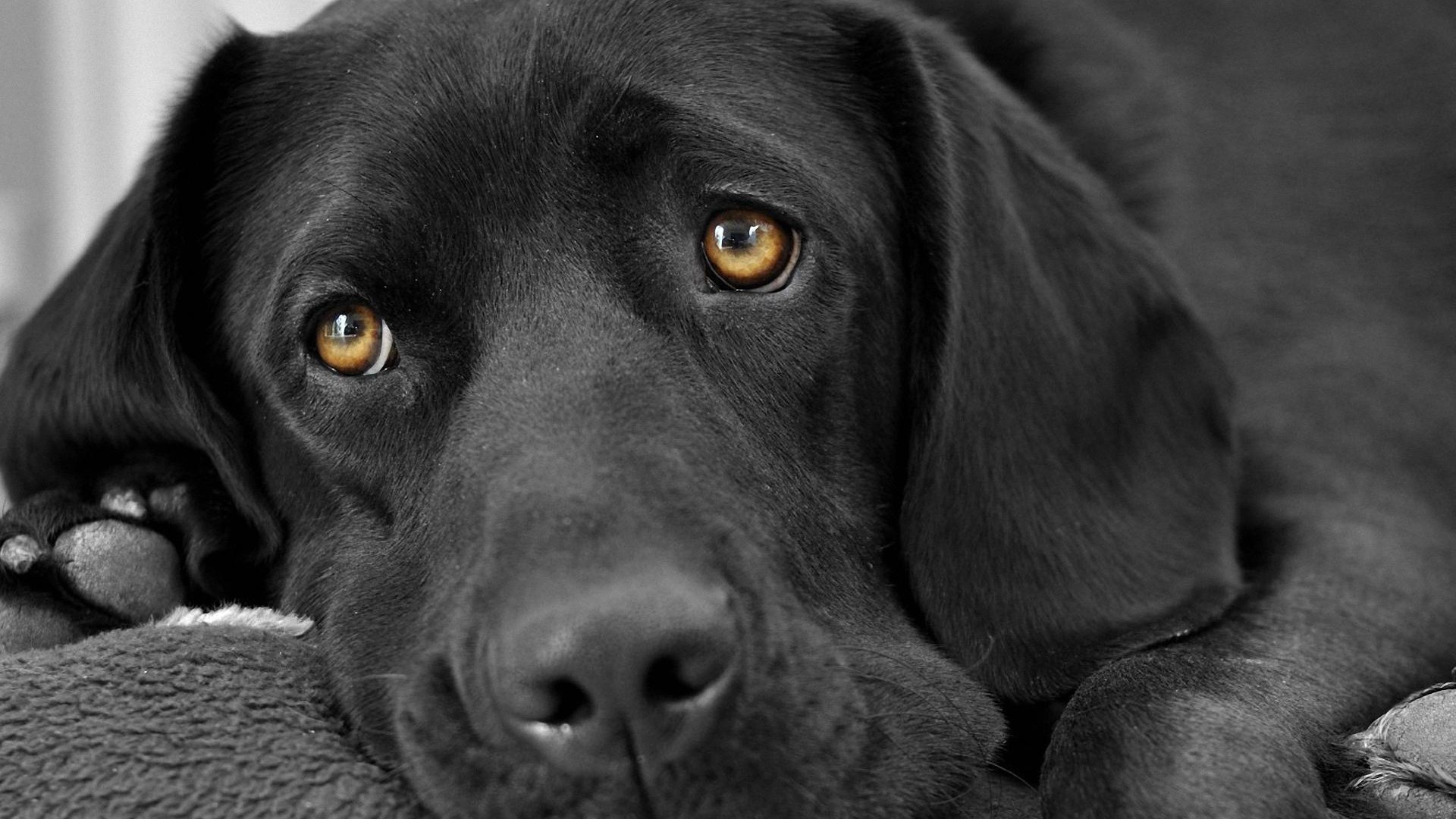 Black Lab Close Up - HD Wallpaper 