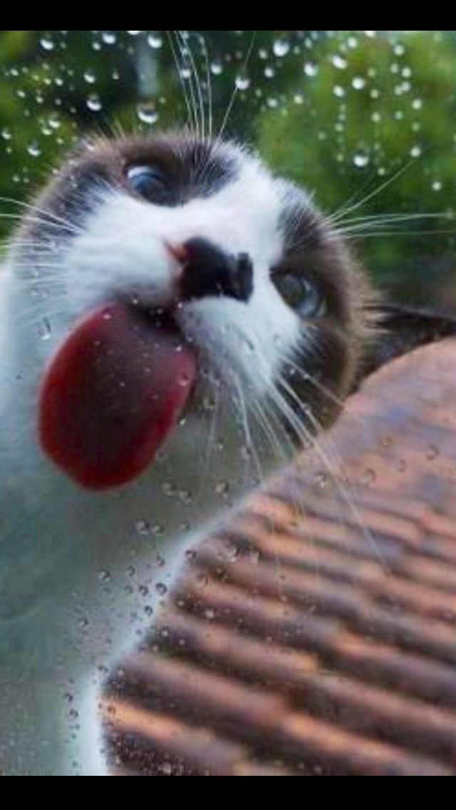 Cat Licking Screen Wallpaper - HD Wallpaper 