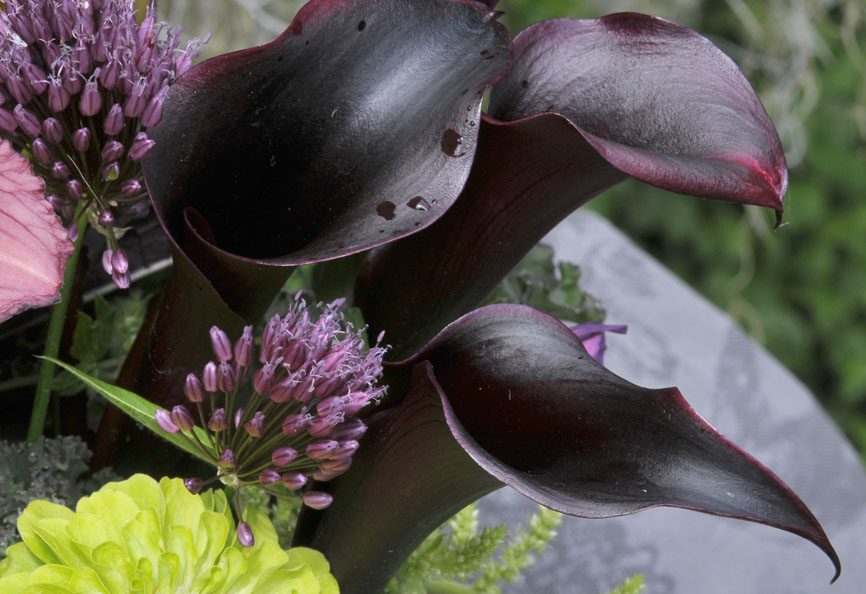 Black Calla Lilies - HD Wallpaper 