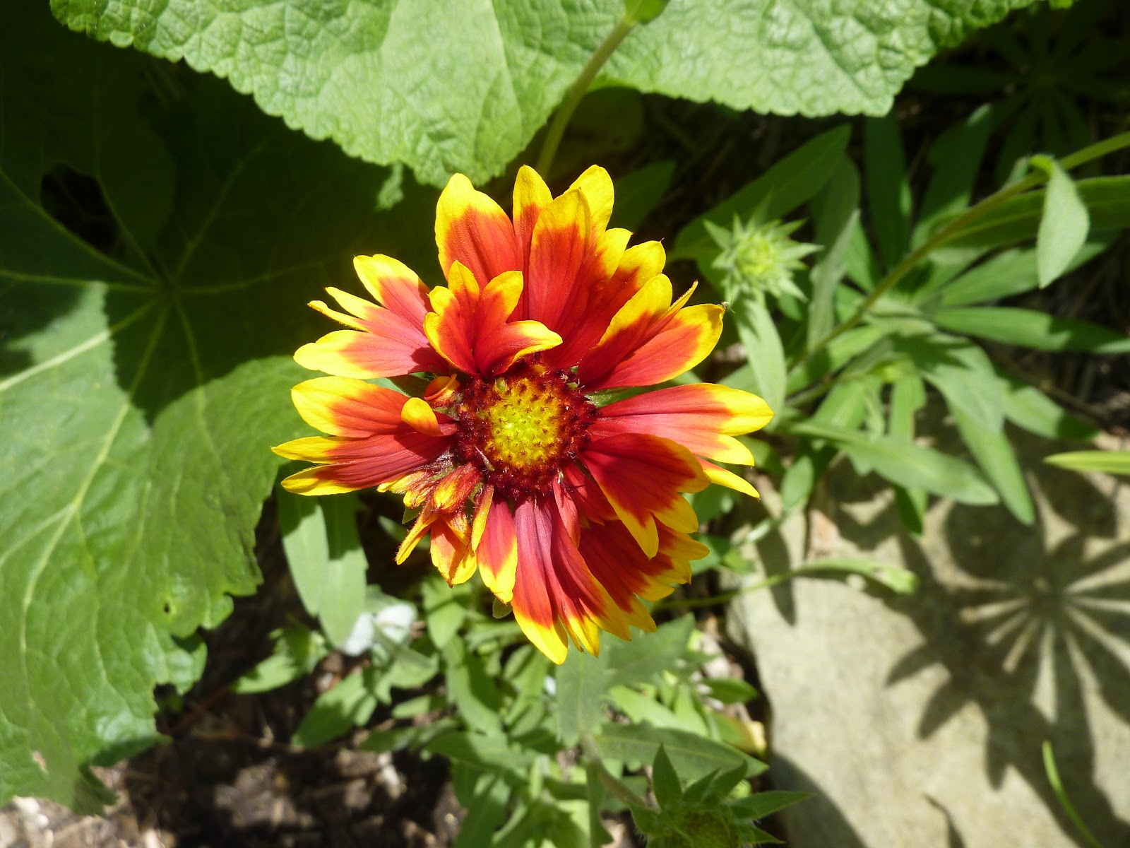 Indian Blanket - HD Wallpaper 