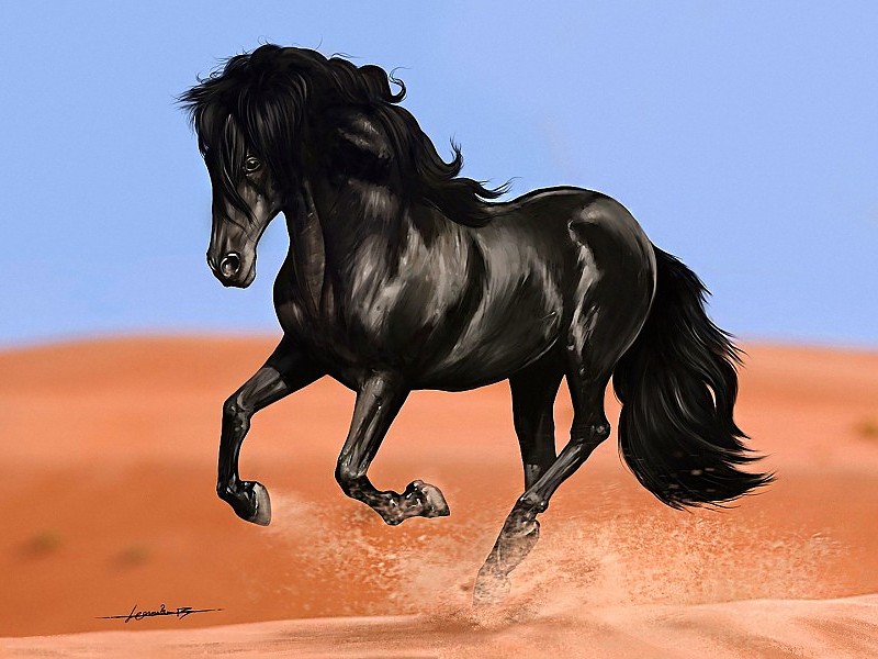 Black Horse Wallpaper - Black Horse Run - HD Wallpaper 