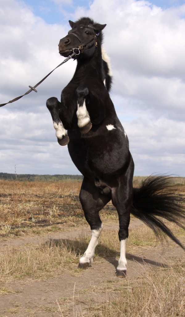 Stallion - HD Wallpaper 