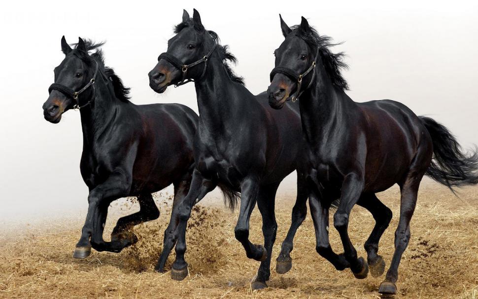 Three Black Horse Wallpaper,horse Wallpaper,three Black - Black Horse In India - HD Wallpaper 