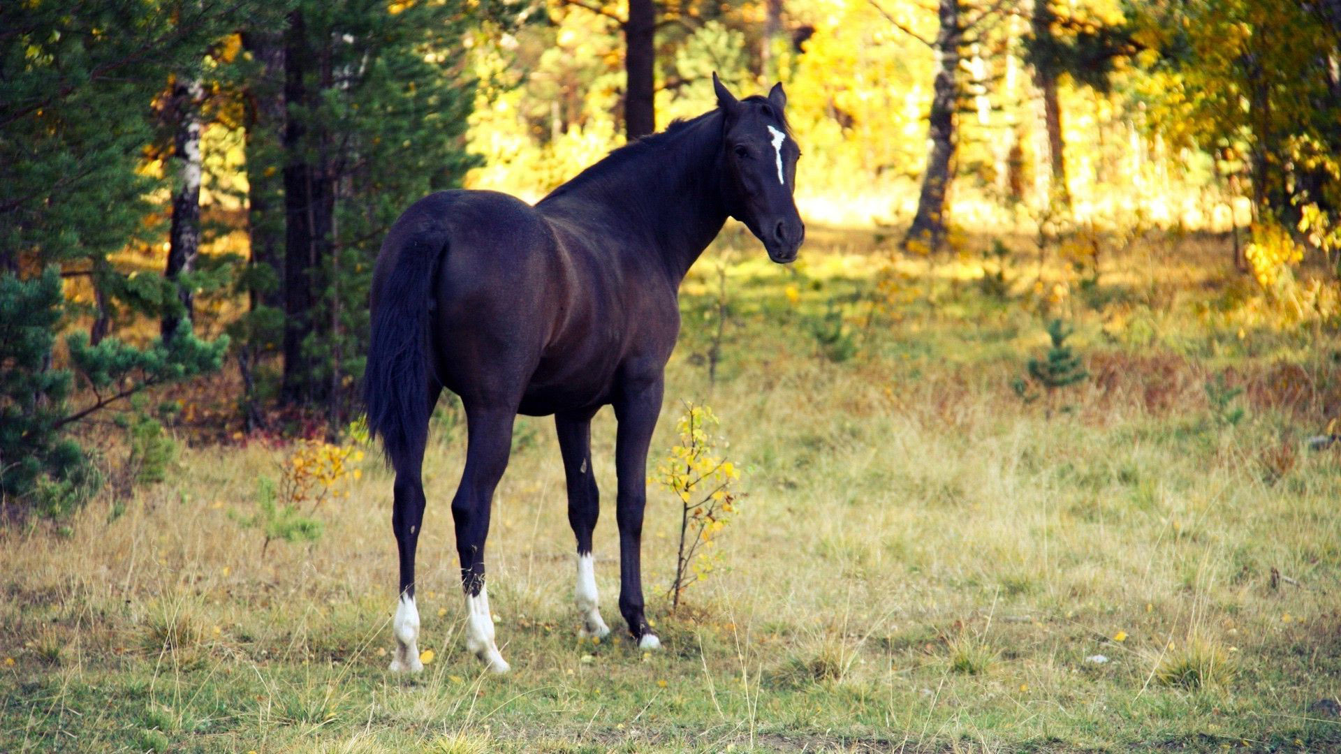Caballo Con Los Pies Blancos - HD Wallpaper 
