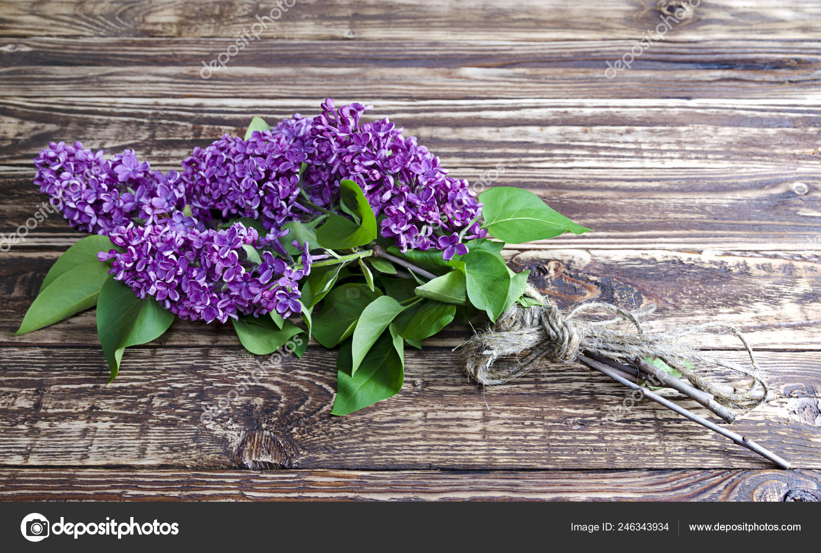Buddleia - HD Wallpaper 