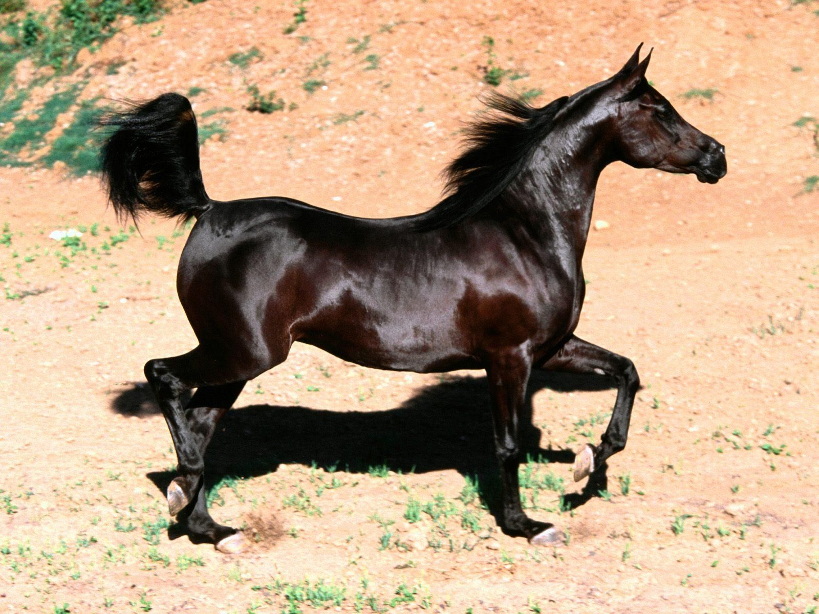 Black Horse Christian Wallpaper Free Download - Shiny Black Horse - HD Wallpaper 