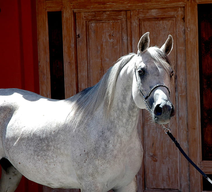 Arabian Beauties, White And Black Horse, Brownish Grey, - Stallion - HD Wallpaper 