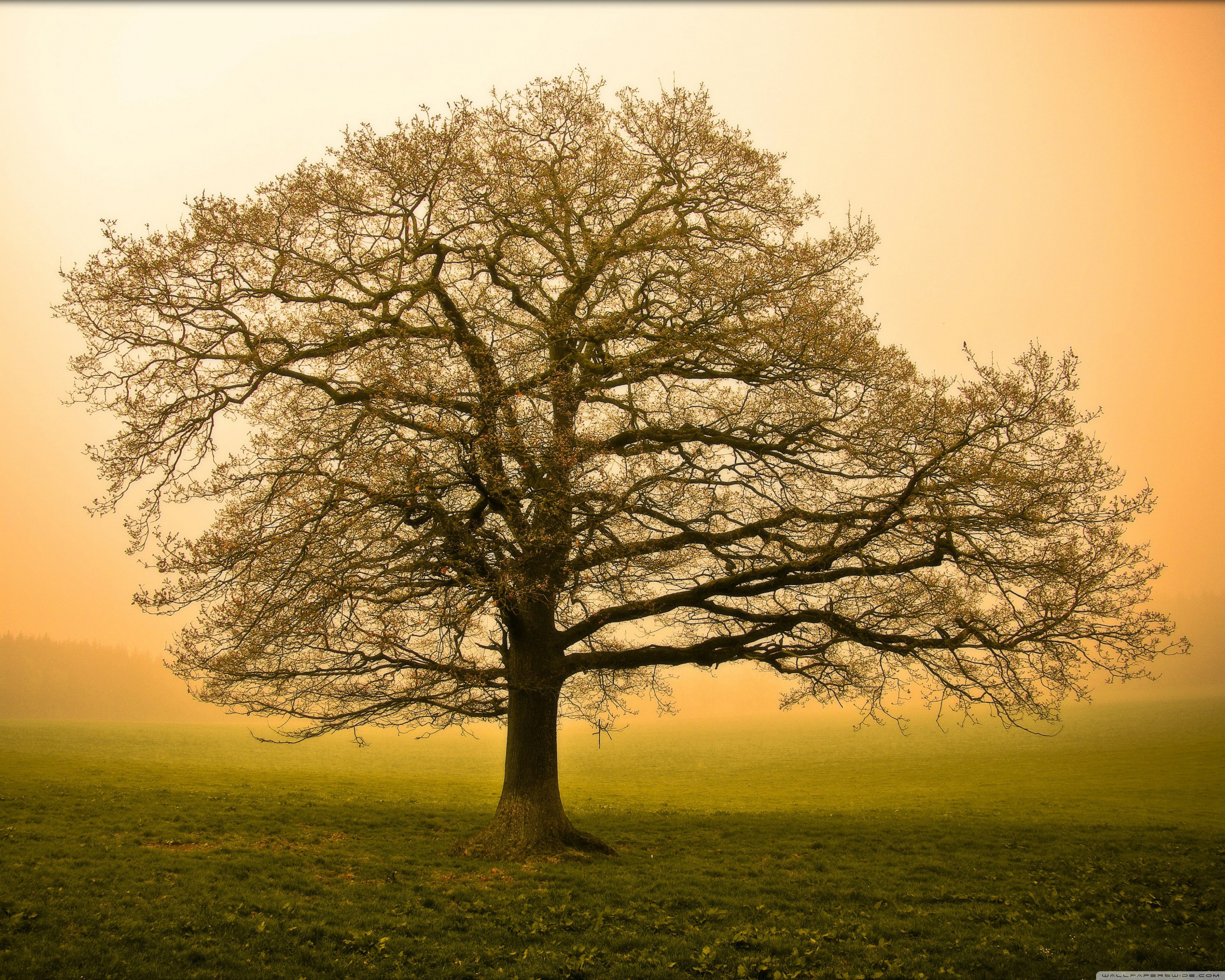 Full Hd Beautiful Tree - HD Wallpaper 