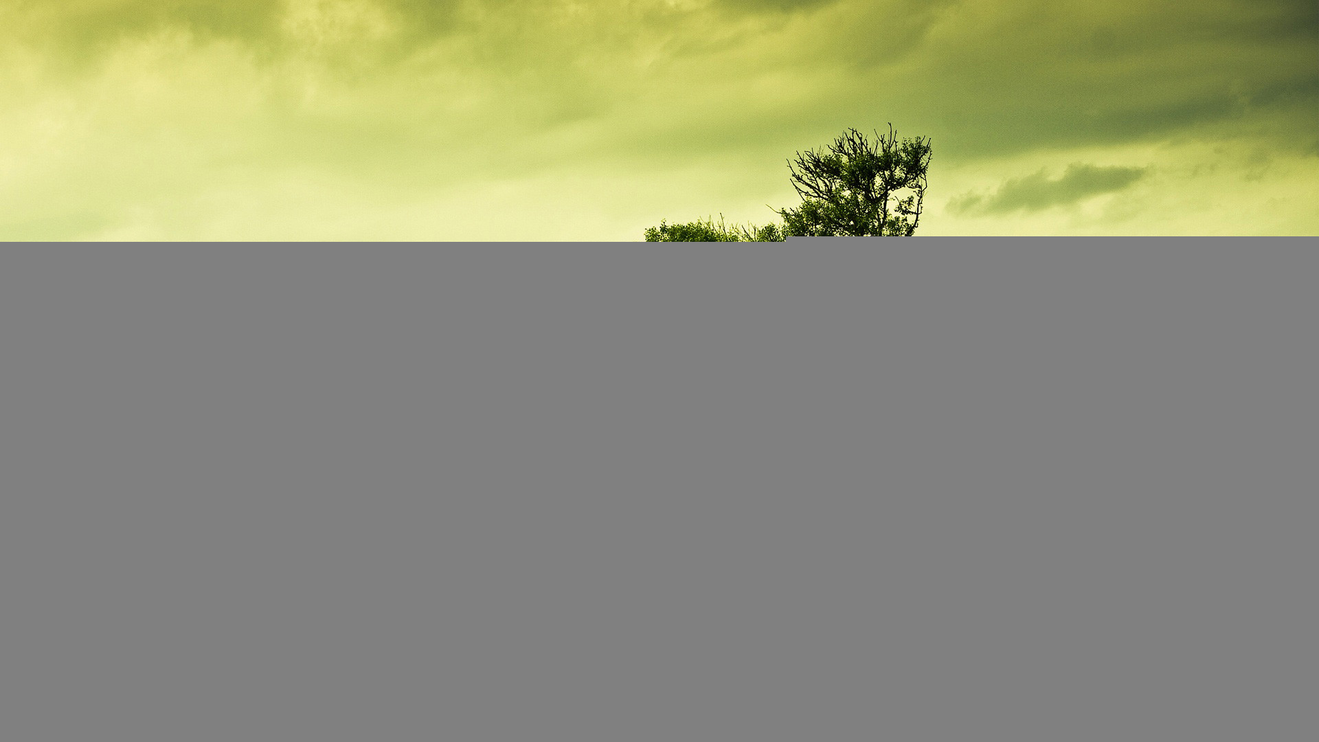 Tree Wallpaper 
 Data-src /w/full/e/3/0/422670 - Larch - HD Wallpaper 