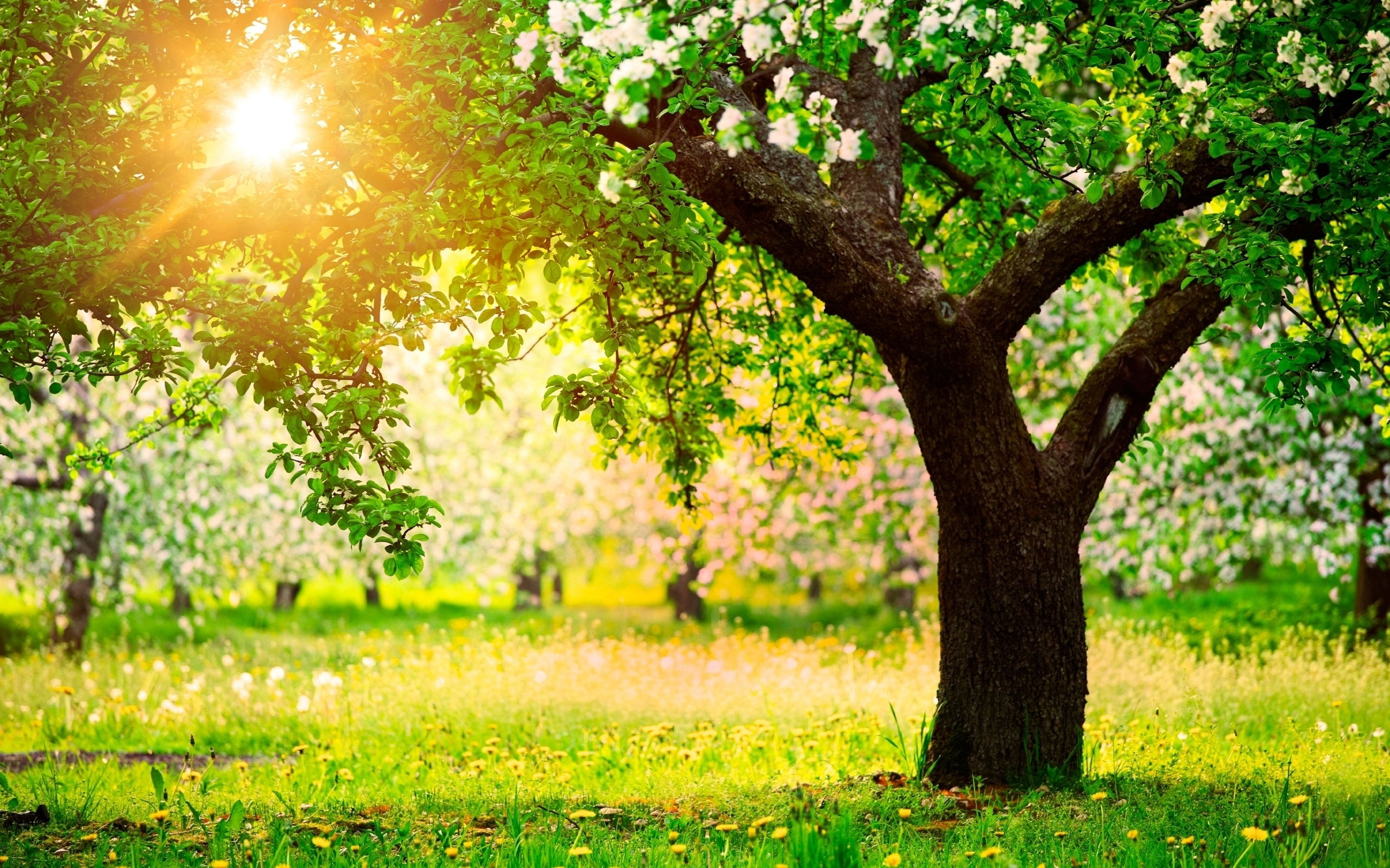 Apple Tree Wallpapers Hd Desktop Widescreen - Tree Background - HD Wallpaper 