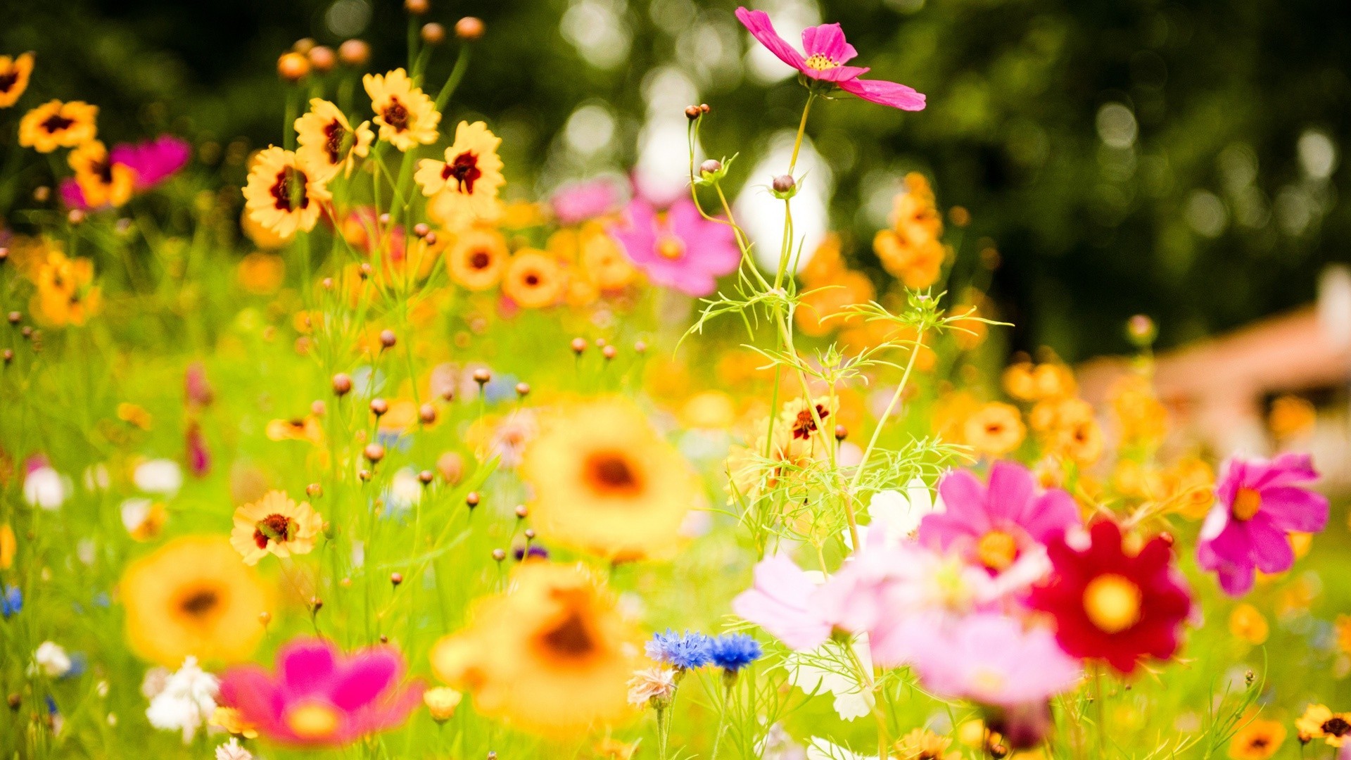 Jewish Vegetarian Society - Summer Flowers - HD Wallpaper 