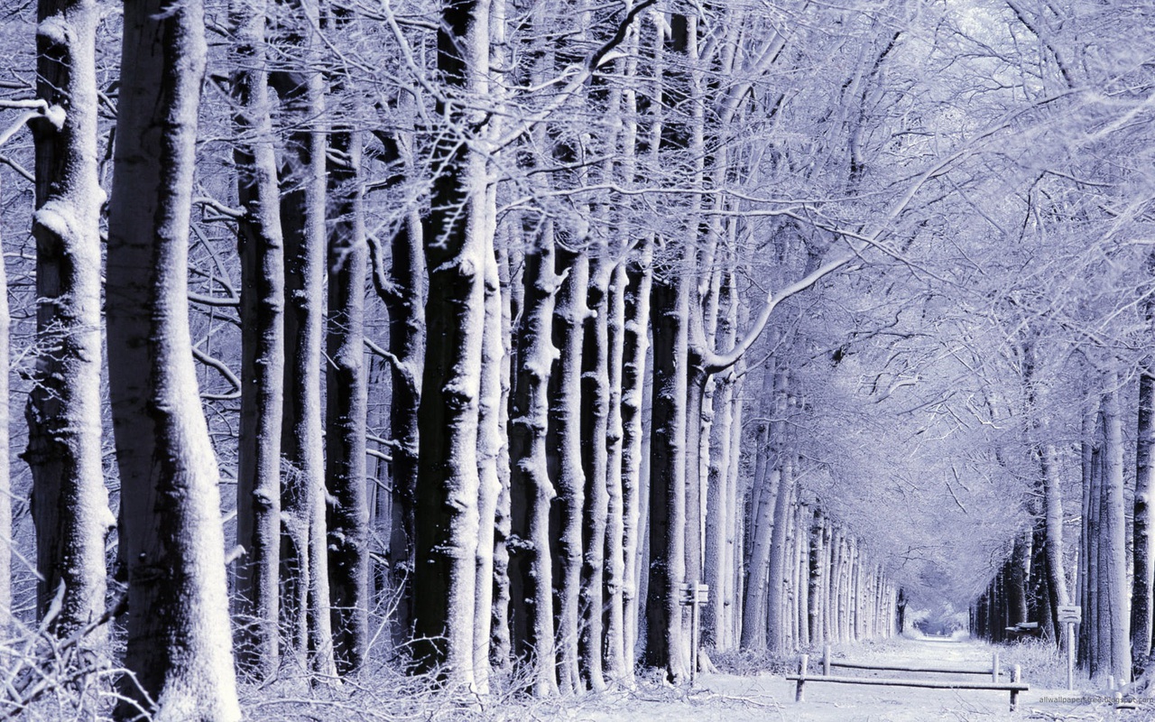Snowy Woods Background Hd - HD Wallpaper 