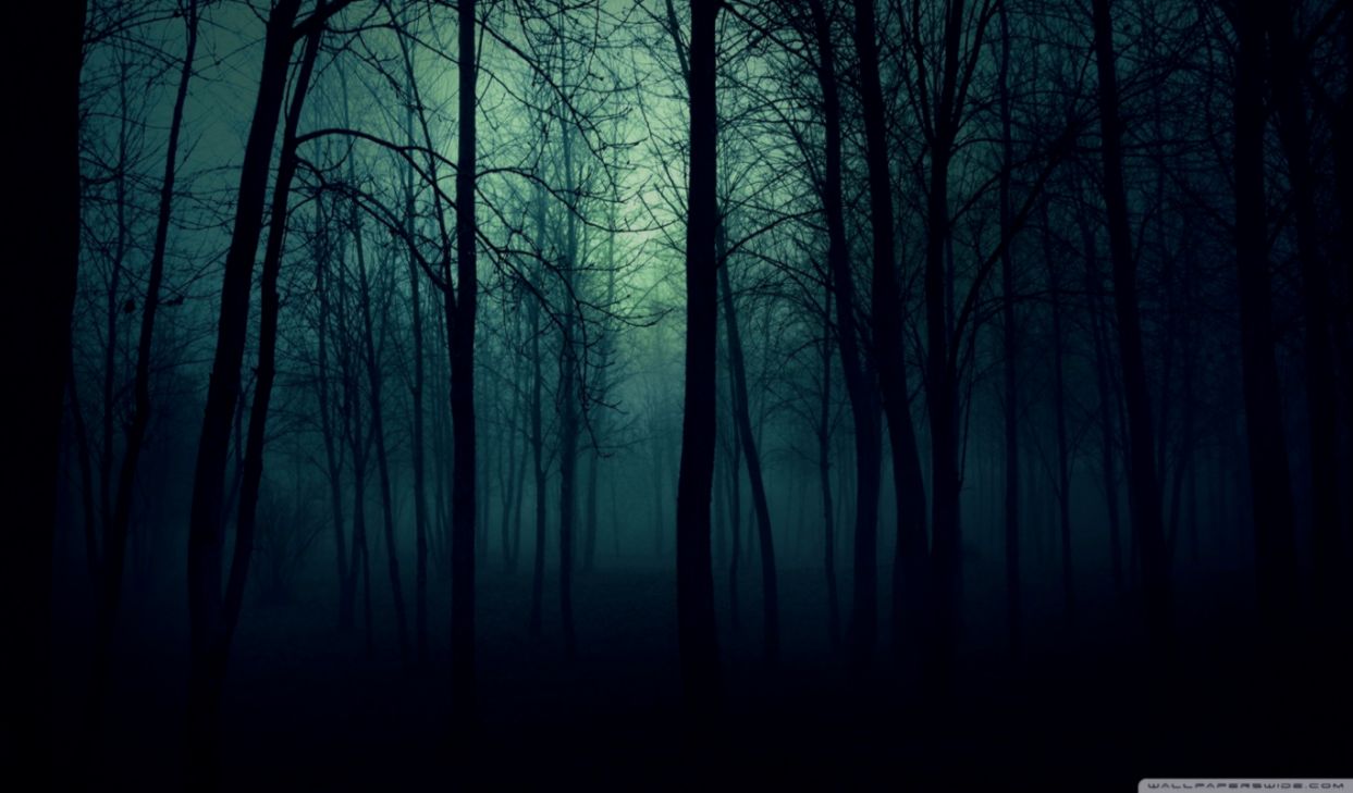 Dark Forest Wallpaper - Dark Forest Wallpaper 4k - HD Wallpaper 