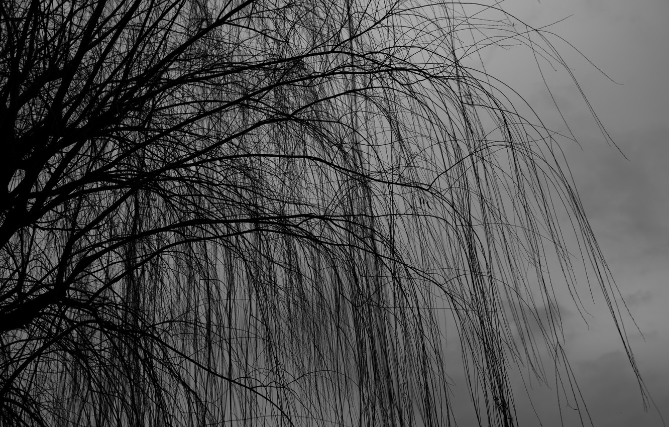 Photo Wallpaper Dark, Nature, Tree, Branches, Cloudy, - 16:10 Aspect Ratio - HD Wallpaper 