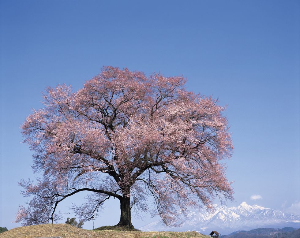 Cherry Blossom Wallpaper - California Live Oak - HD Wallpaper 