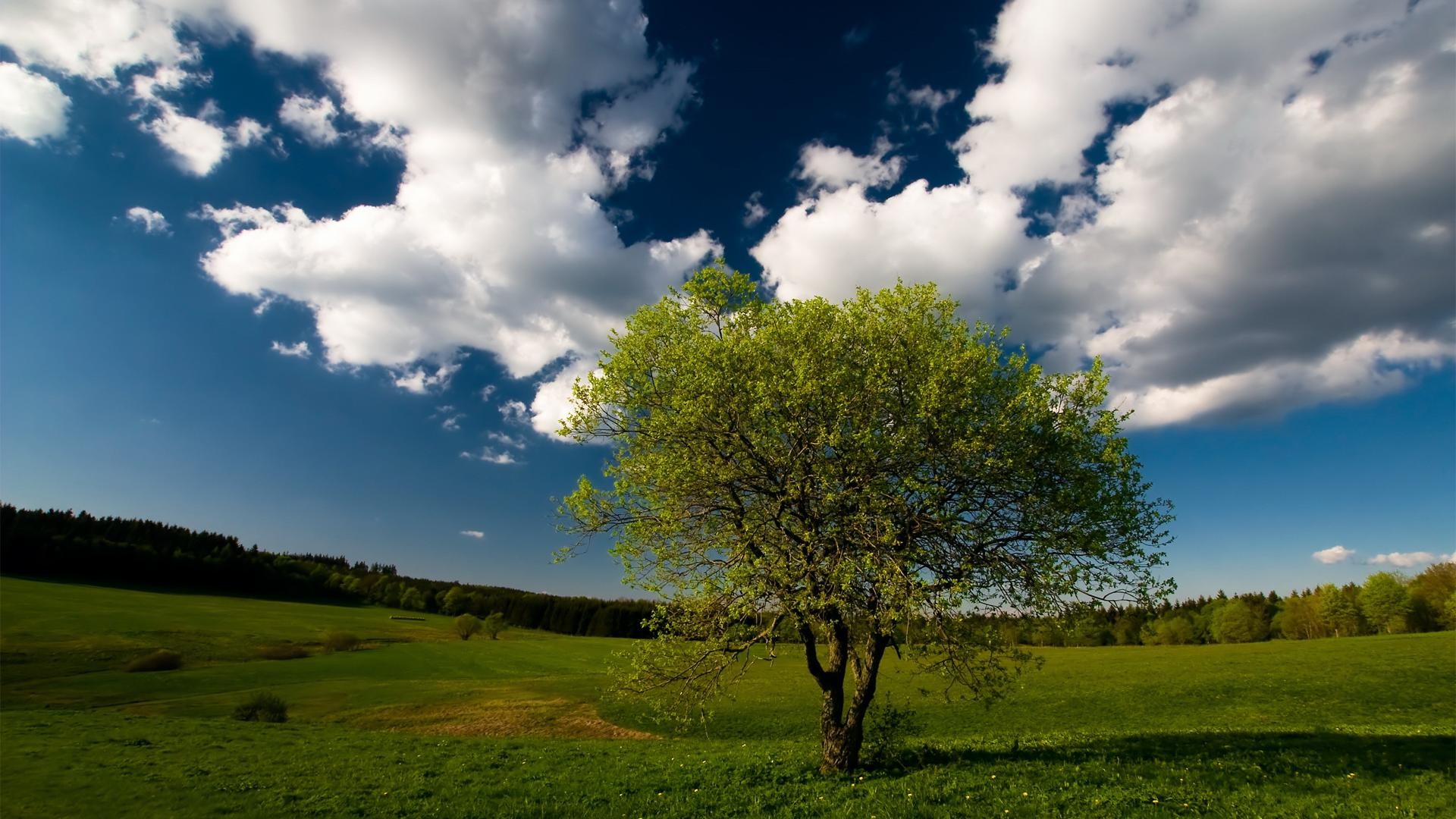 4k Nature Landscape With A Tree Wallpaper For Desktop - Natural Beauty - HD Wallpaper 