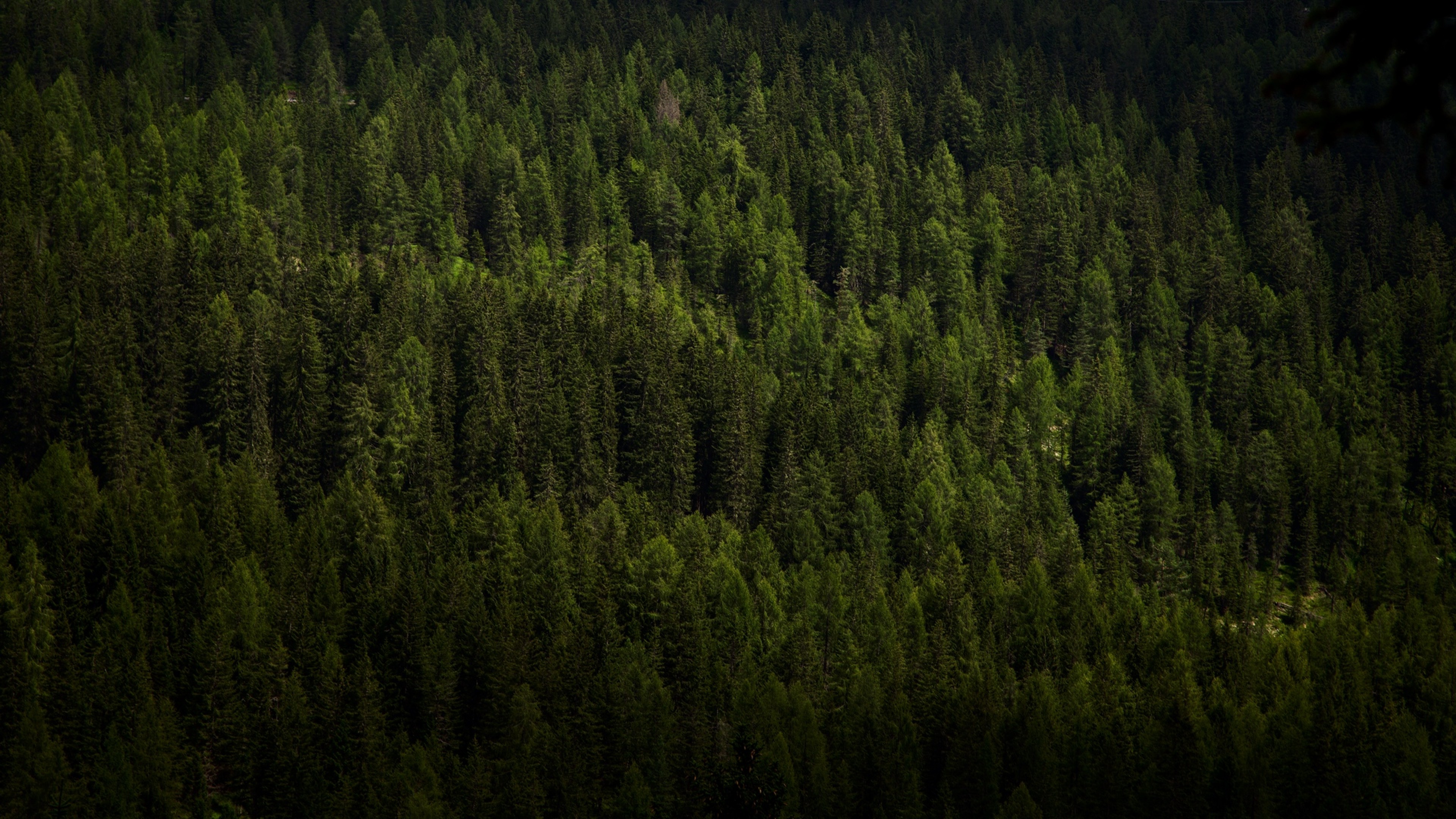 Forest Aerial View Hd - HD Wallpaper 