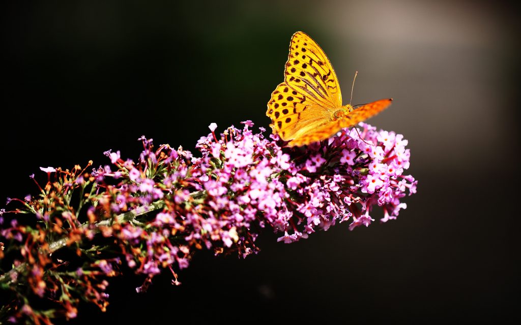 32k Ultra Hd Wallpapers Pic Hwb442572 - Yellow Butterfly On Pink Flowers - HD Wallpaper 