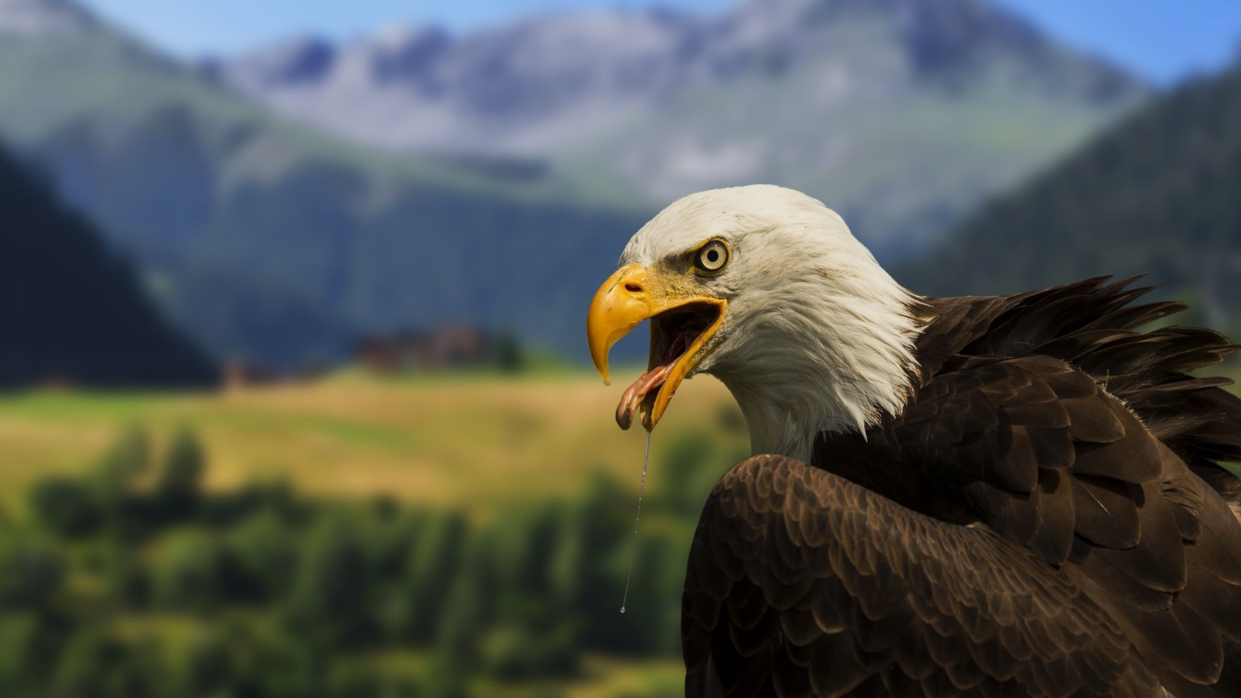 4k Full Hd 1080p - HD Wallpaper 