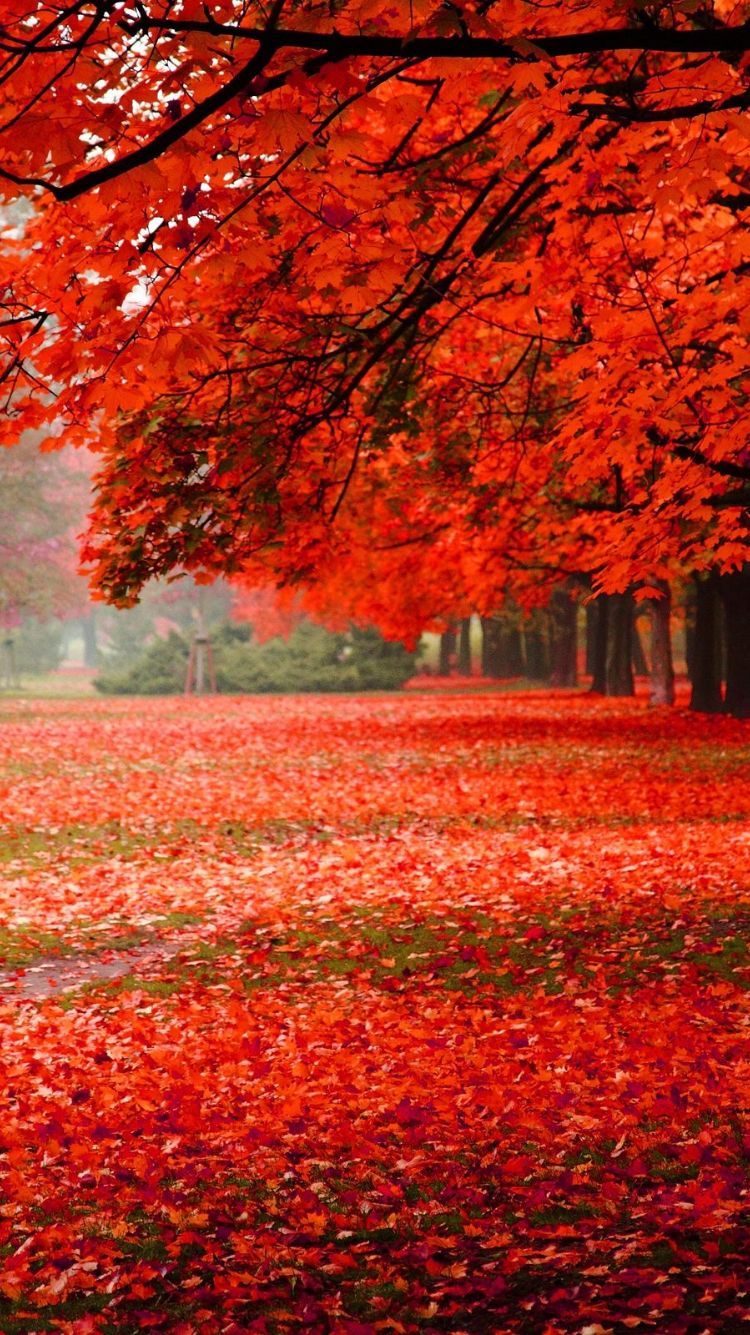 Scene Scenery Wallpaper Hd - HD Wallpaper 