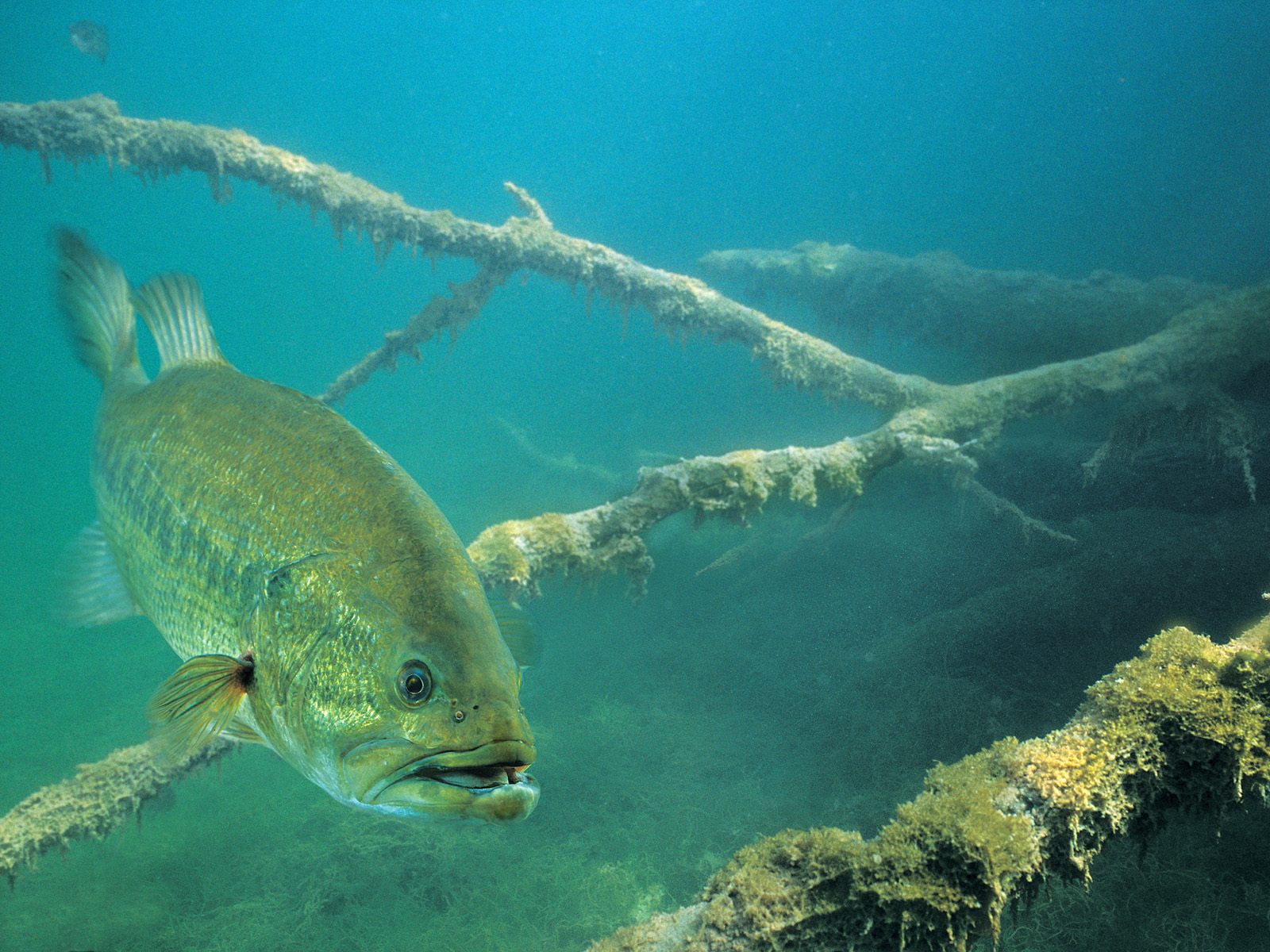 Bass Fishing Wallpaper - Guadalupe Bass In Water - HD Wallpaper 