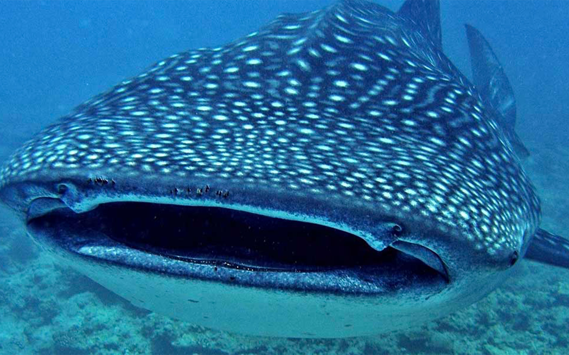 Big Fish - HD Wallpaper 