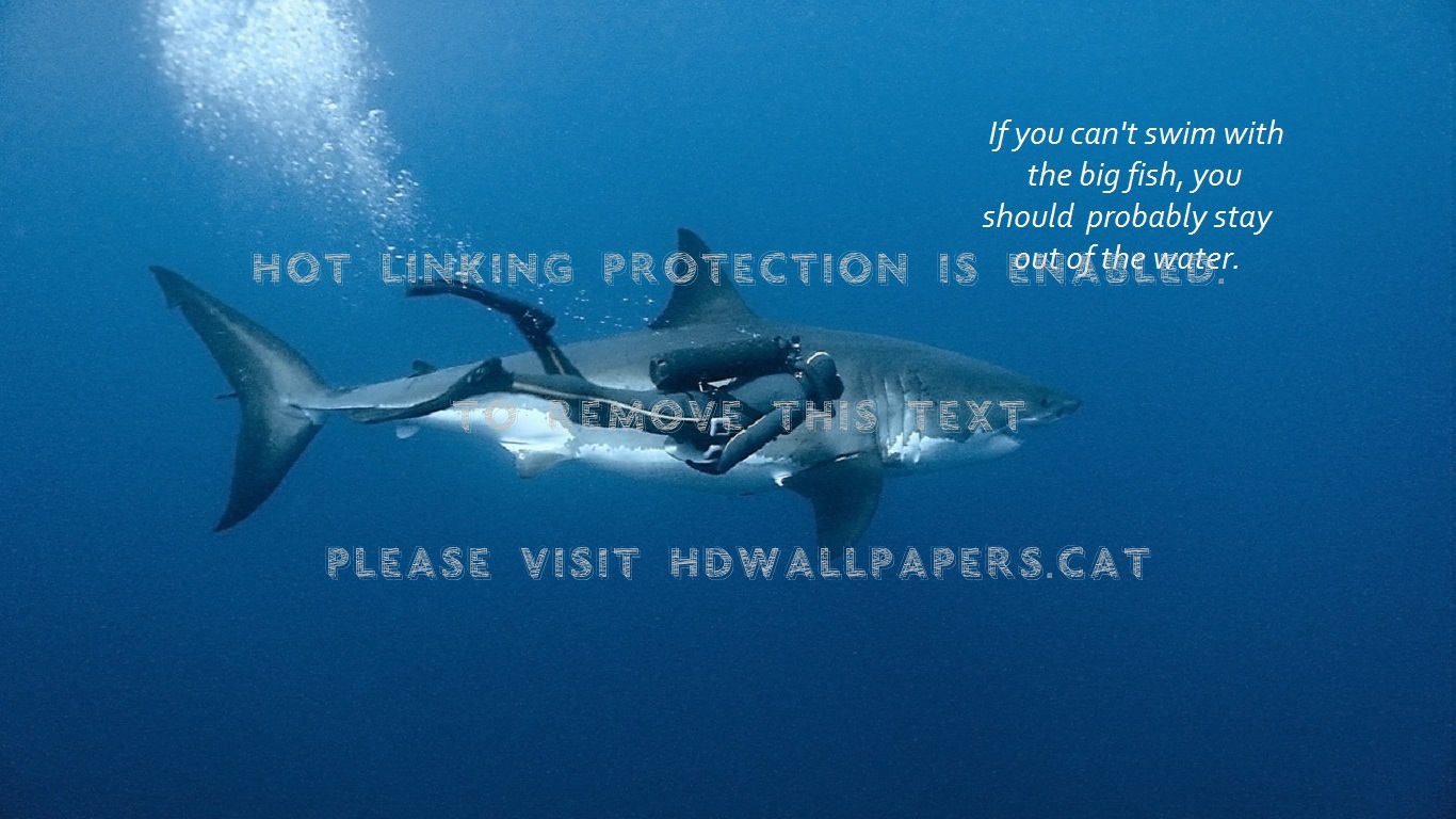 Swimming With The Big Fish Shark Diver - Underwater - HD Wallpaper 