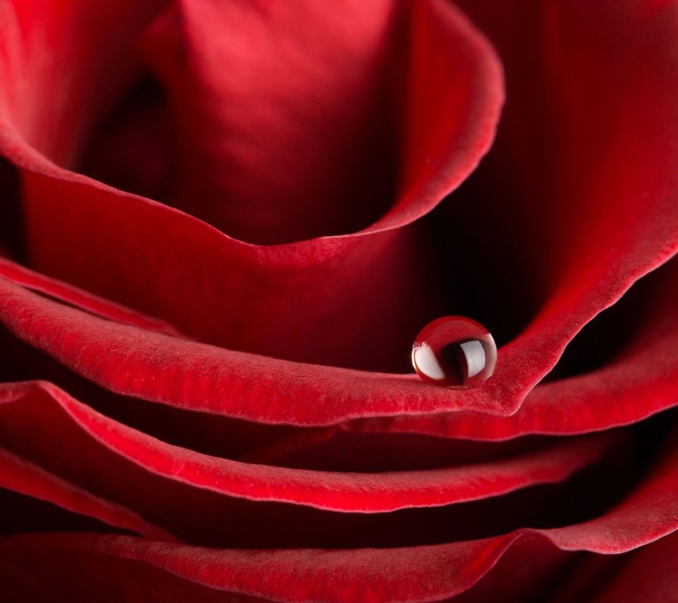 Hd Wallpaper Flower For Android - HD Wallpaper 