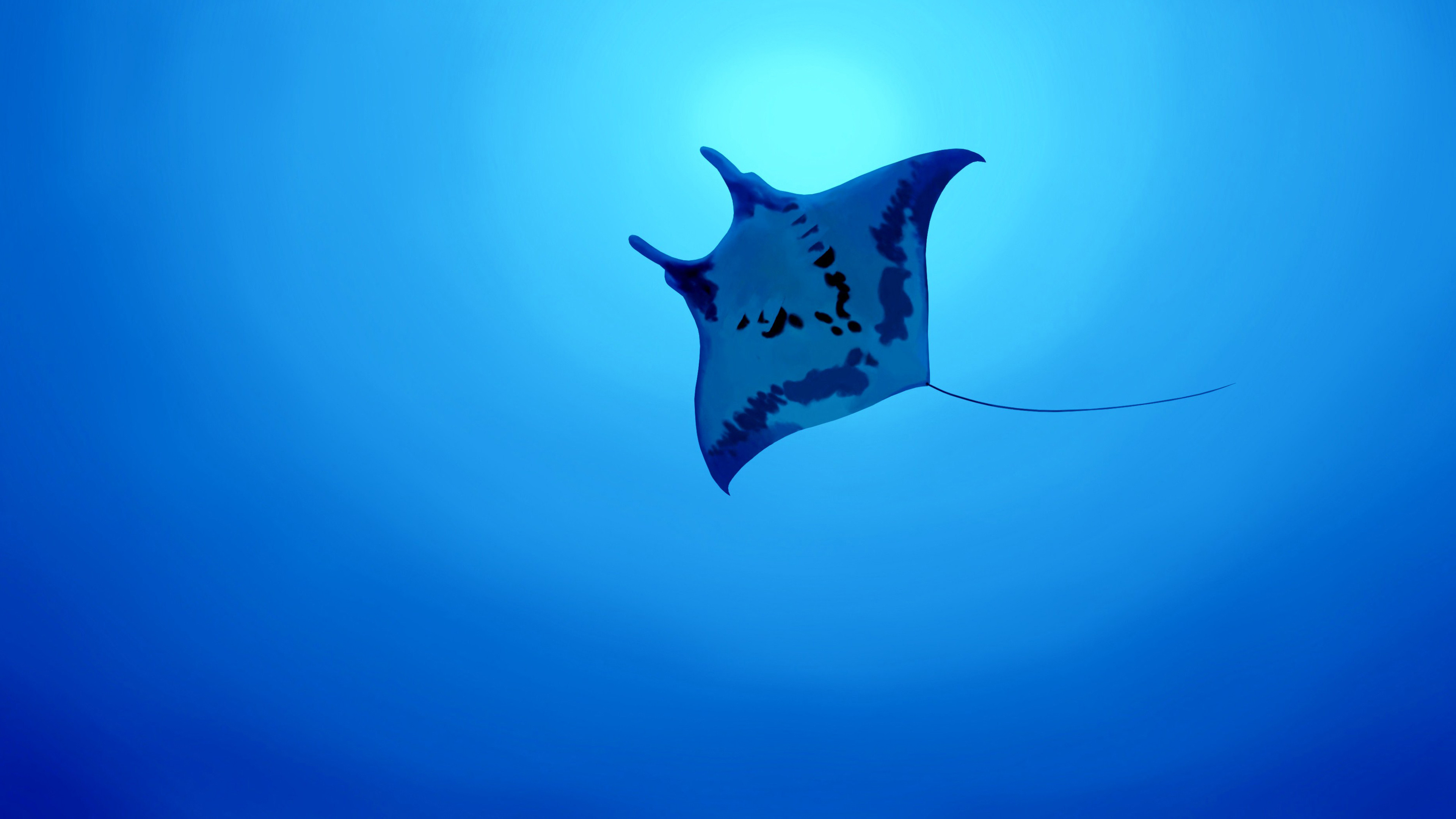 Manta Ray Wallpaper Hd - HD Wallpaper 
