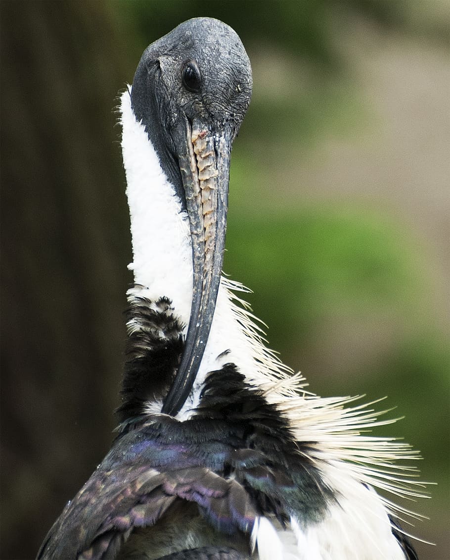 Bird, Bill, Plumage, Animals, Animal World, Eastern, - Ciconiiformes - HD Wallpaper 