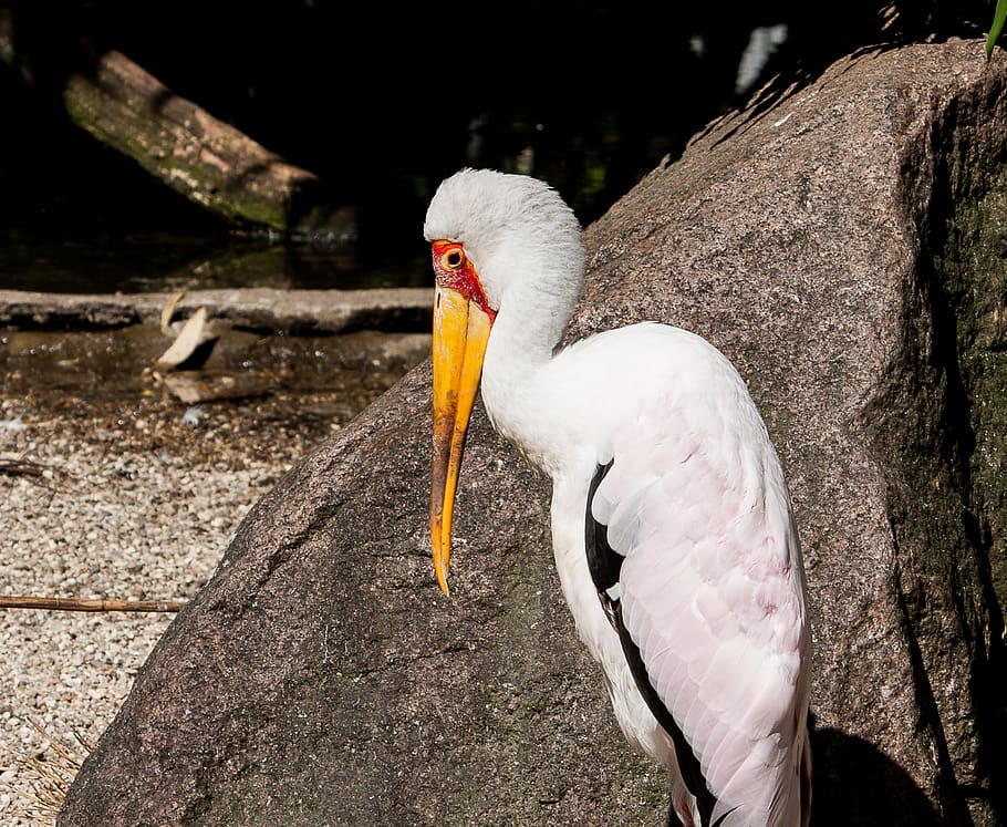 Glutton, Bird, Animal, Nature, Animal World, Bill, - Birds - HD Wallpaper 