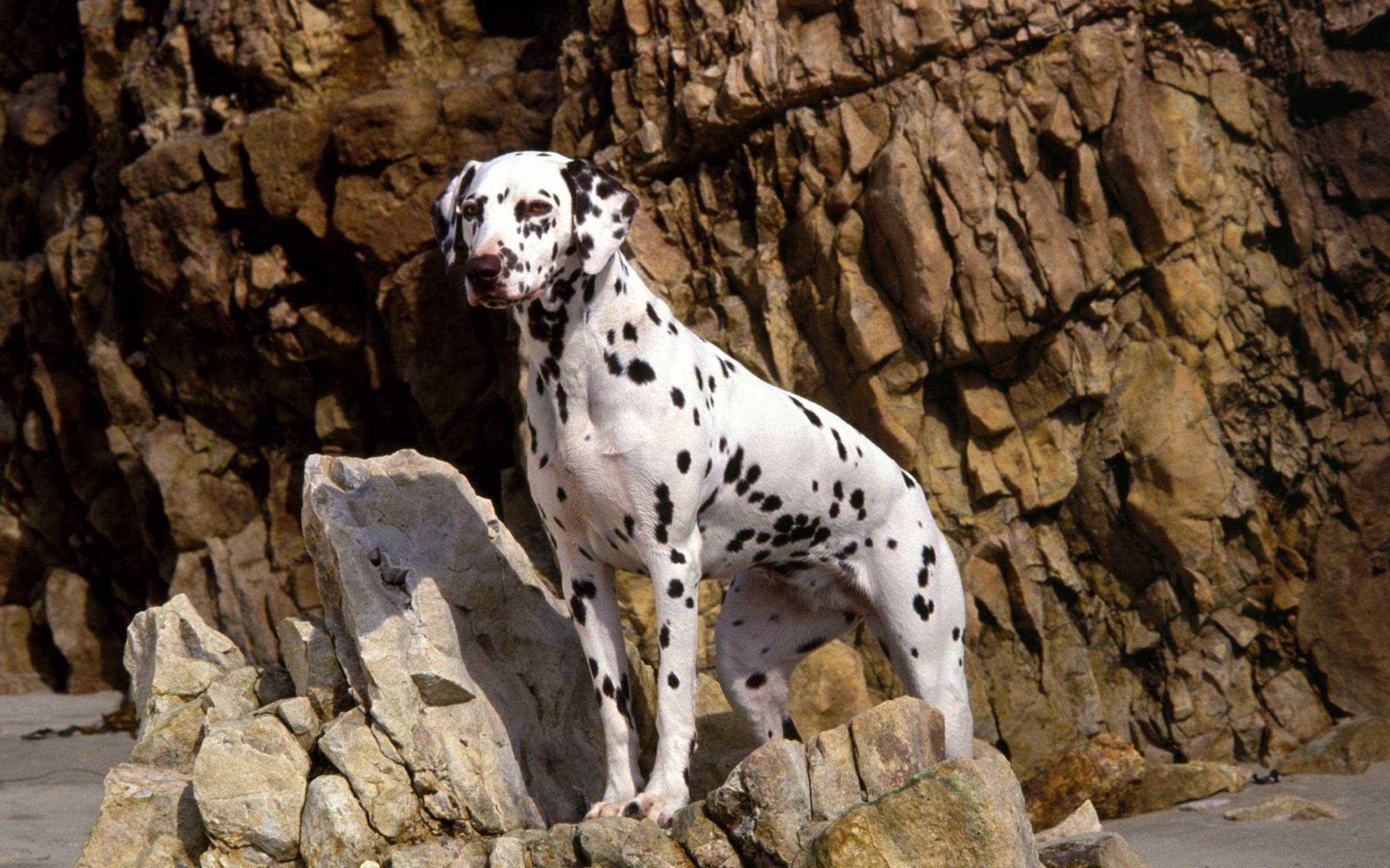 Free Dalmatian Wallpaper 
 Data Src Vertical Dalmatian - Dalmatian Dogs - HD Wallpaper 