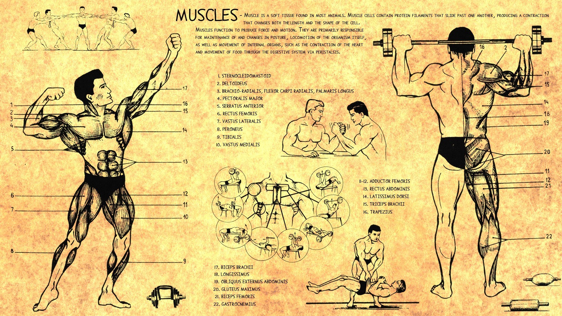 Anatomy Human Muscles Bodybuilding Scheme Training - Anatomy Muscle Wallpaper Iphone - HD Wallpaper 