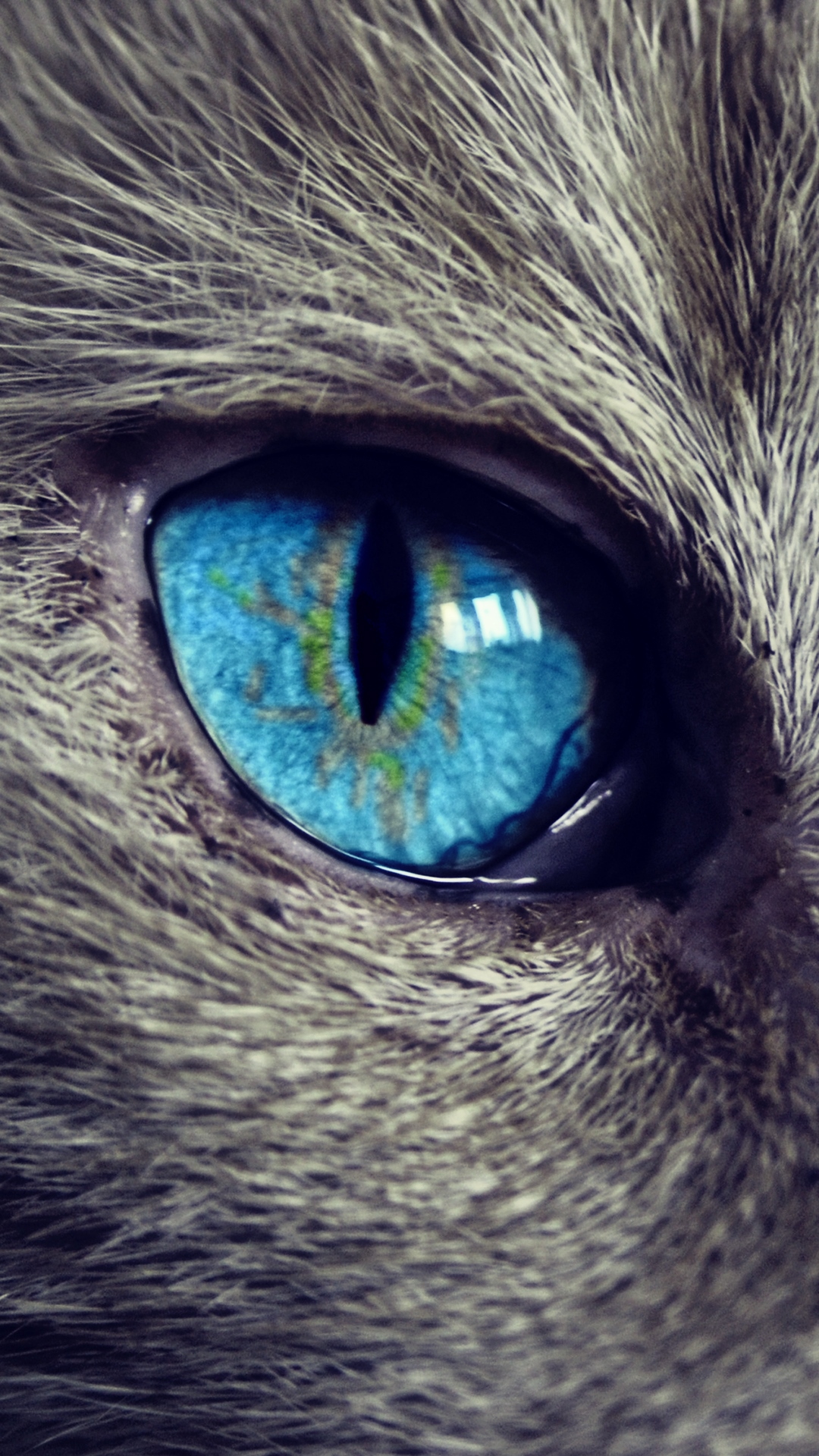 Cat Eye Wallpaper Hd - HD Wallpaper 
