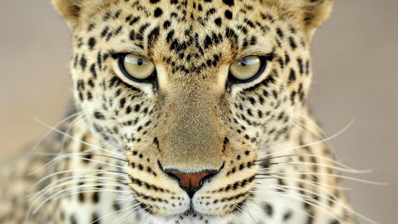 Blue Cheetah Print Wallpaper - Eyes Of A Leopard - HD Wallpaper 