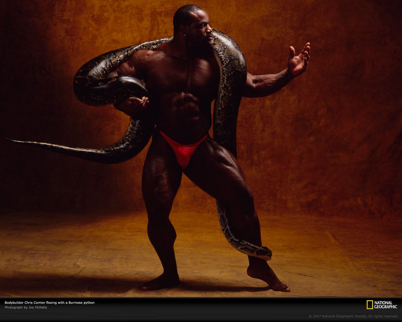 Bodybuilder Snake - HD Wallpaper 