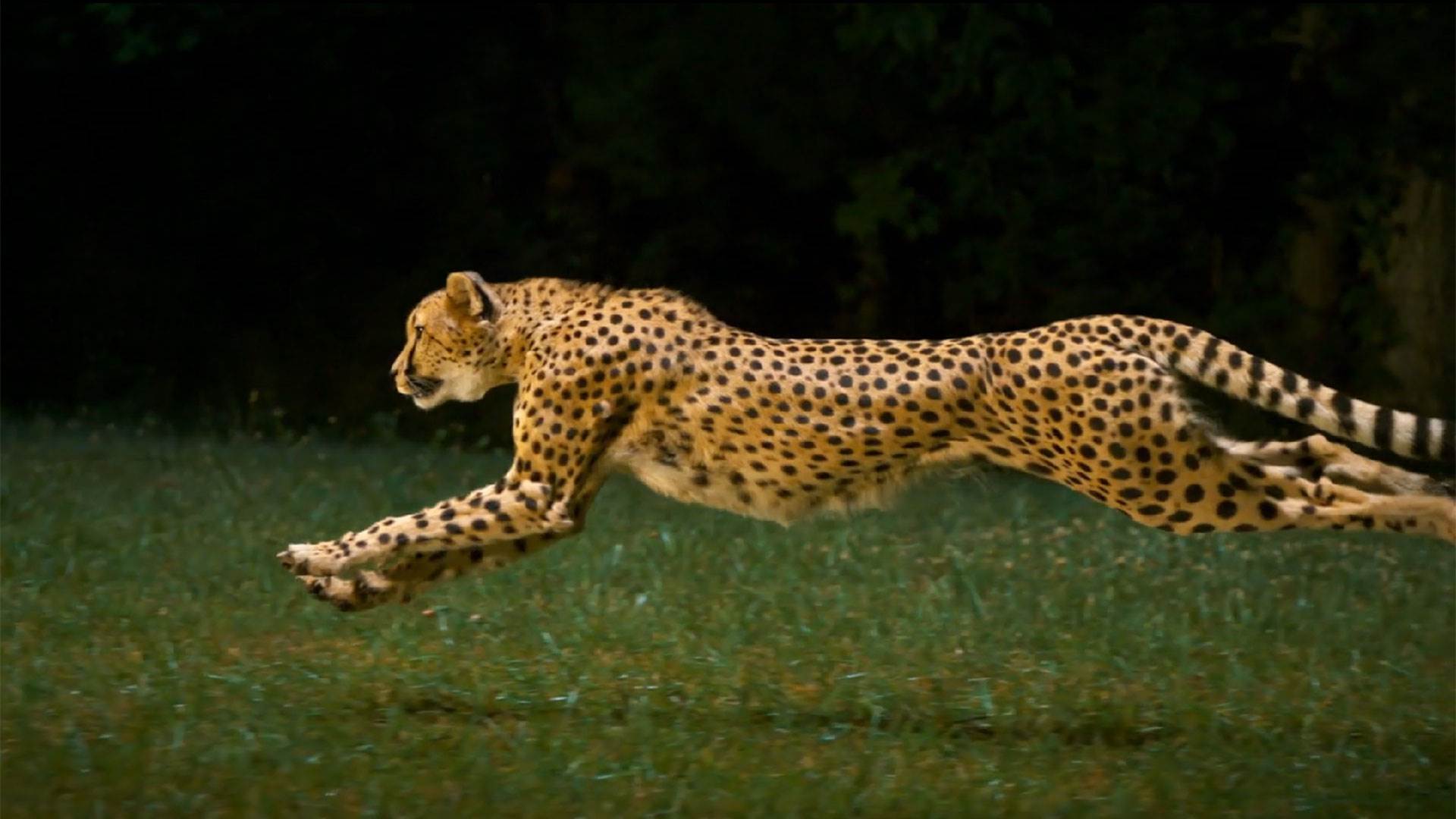 Blue Cheetah Print Wallpaper - Fast Animal In The World Hd - HD Wallpaper 