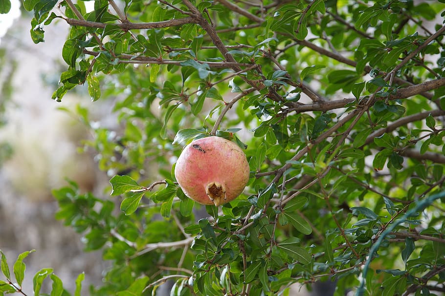 Pomegranate, Fruit, Nature, Tree, Plant, Healthy Eating, - HD Wallpaper 