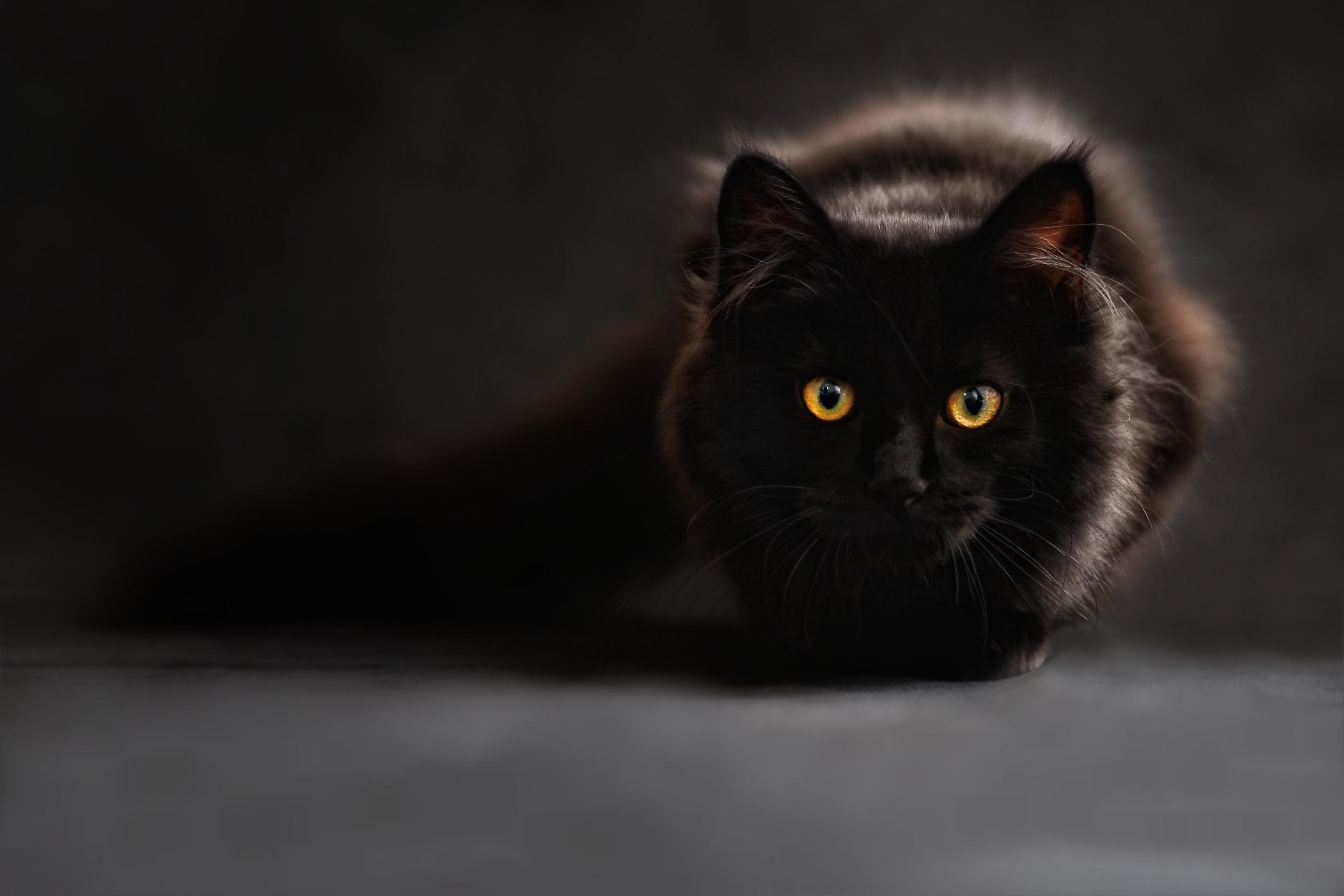 3235x2157, Katze, Schwarz, Maine Coon, Augen, Sieht - Black Cat Pictures Free - HD Wallpaper 
