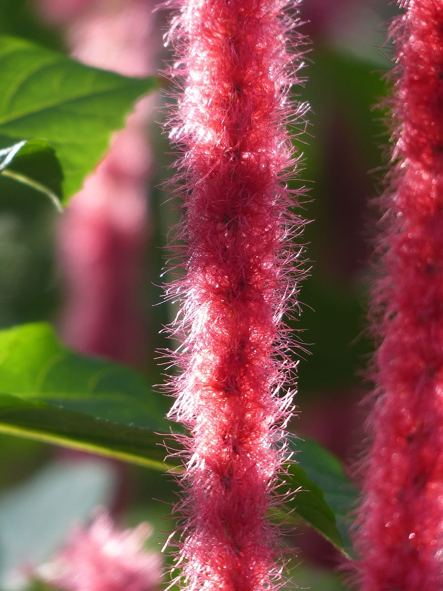 Katzenschwaenzchen, Plant, Acalypha Hispida, Tropical, - Bunga Hias Merah Panjang - HD Wallpaper 