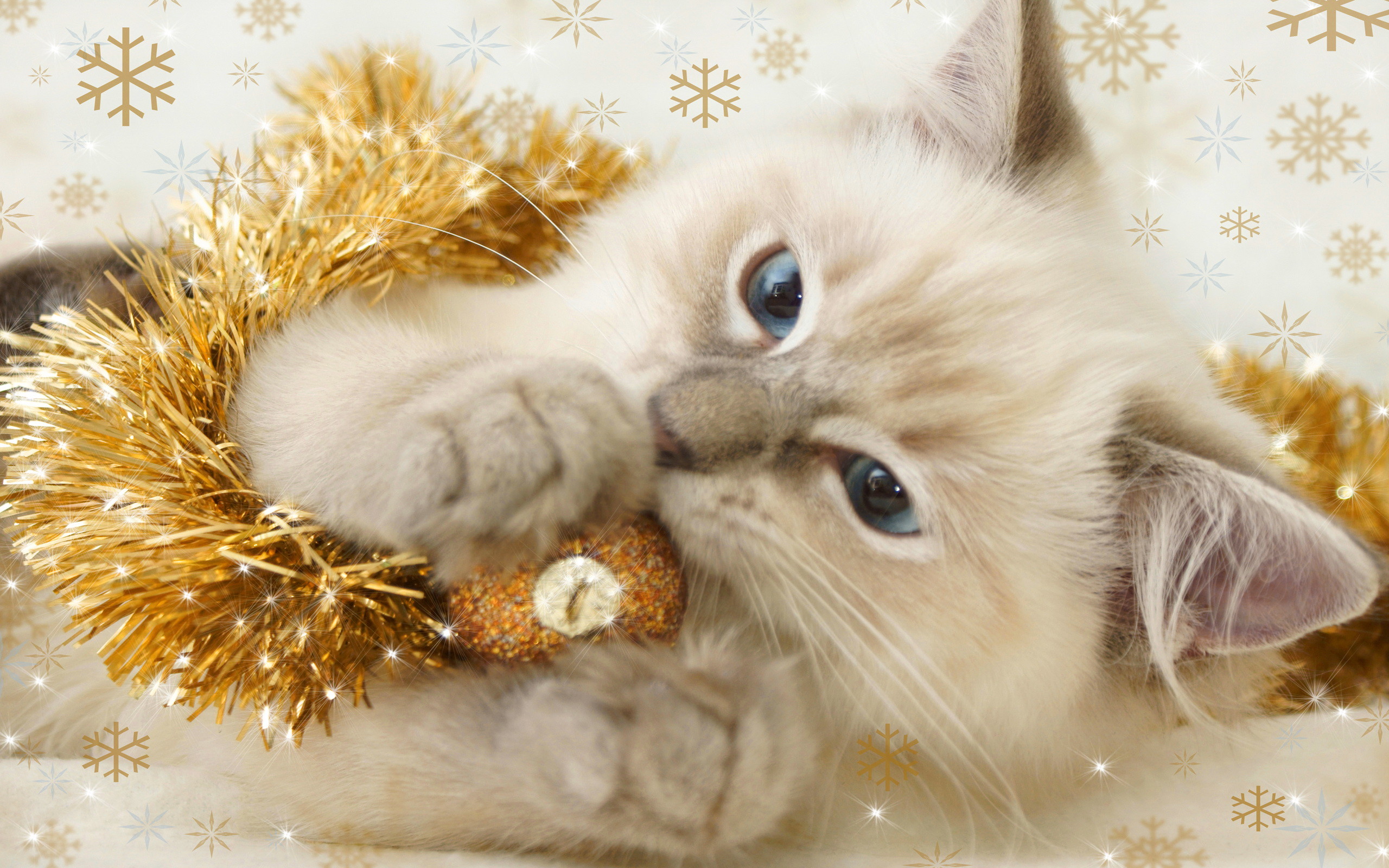 Katzen Images Weihnachten Kitten - Christmas Kitty Backgrounds - HD Wallpaper 