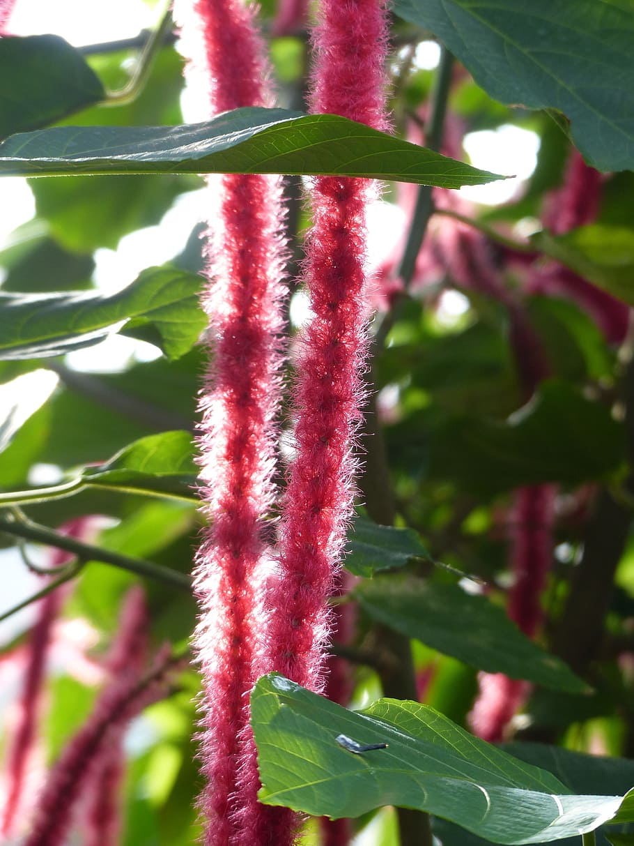 Katzenschwaenzchen, Plant, Acalypha Hispida, Tropical, - Tanaman Hias Berbunga Merah - HD Wallpaper 