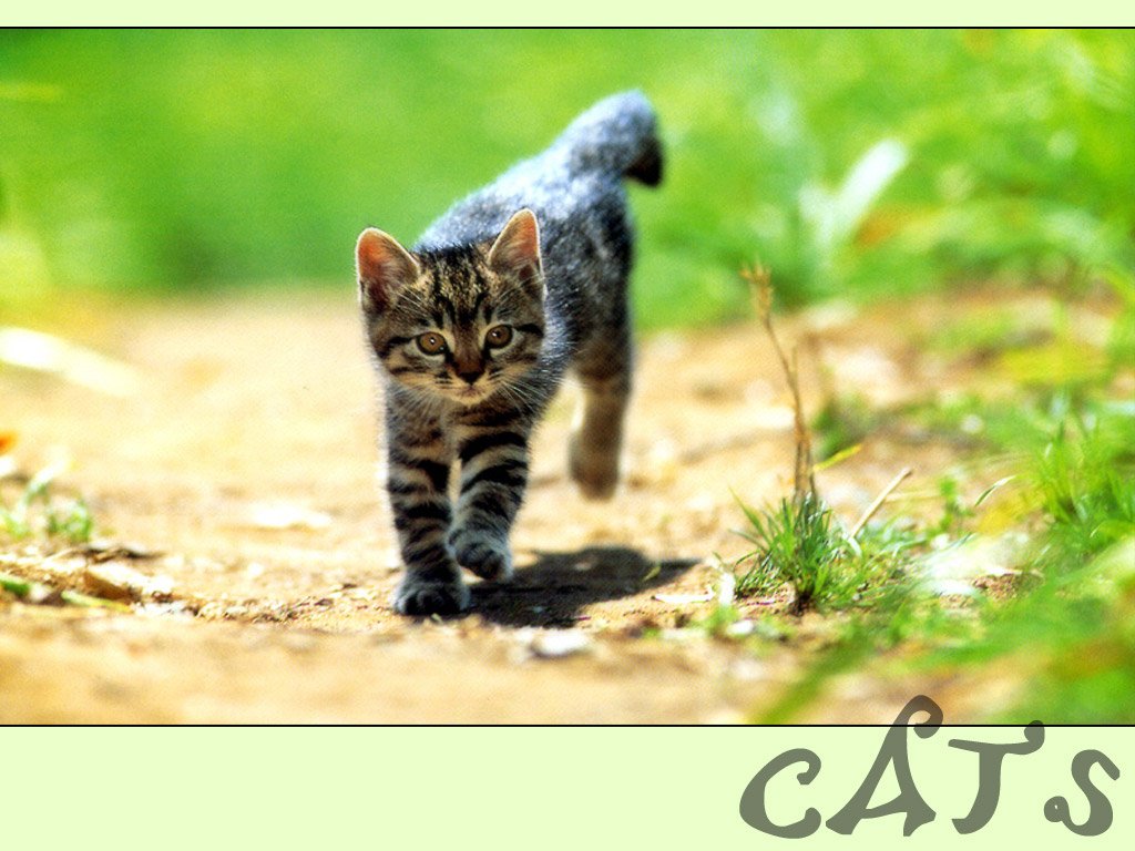 Cat - HD Wallpaper 