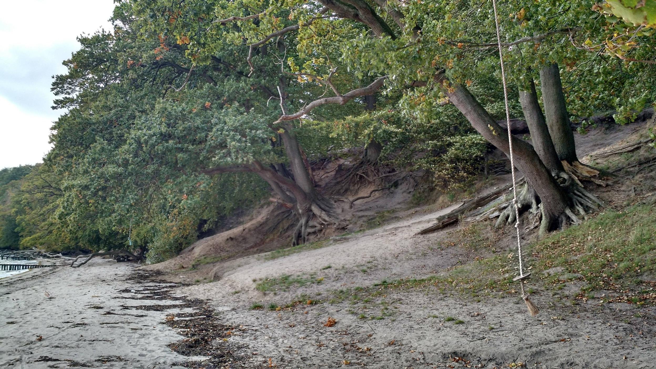 Mexican Pinyon - HD Wallpaper 