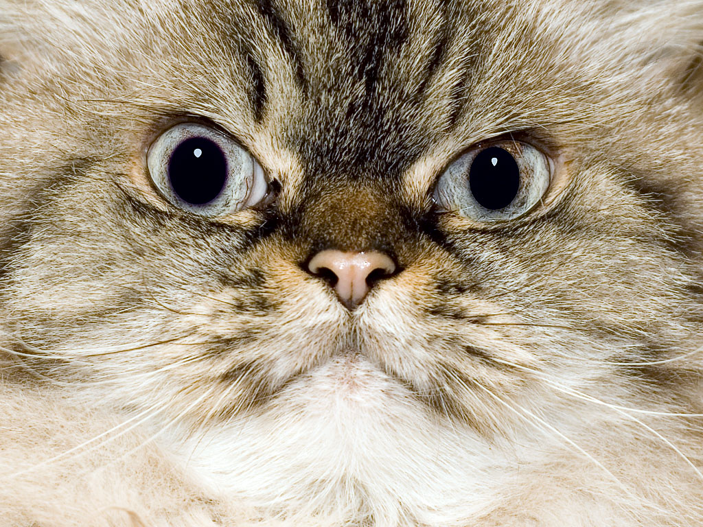 Ein Katzengesicht Der Colorpoint, Schönes Portrait - Domestic Long-haired Cat - HD Wallpaper 