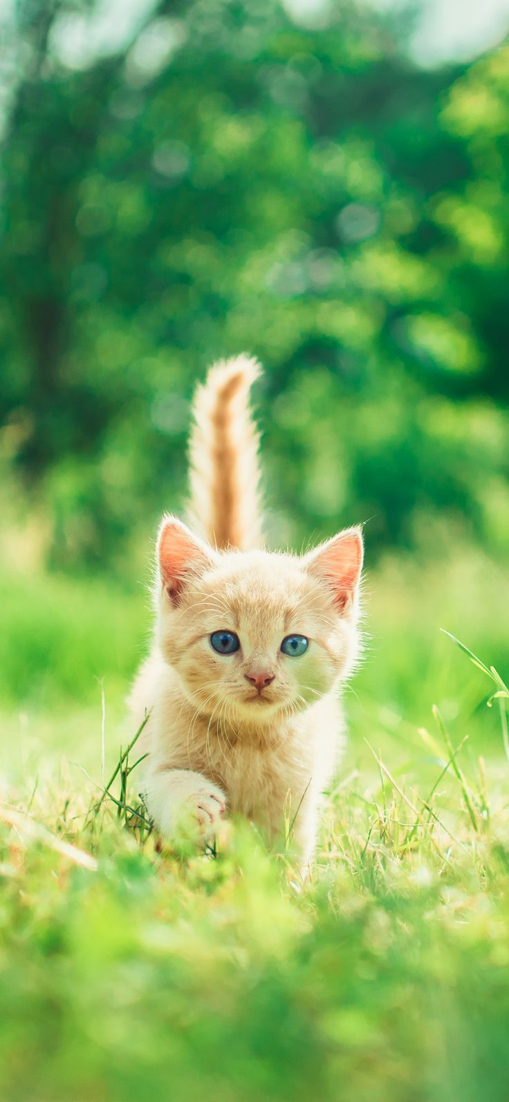 Kitten Cat - HD Wallpaper 